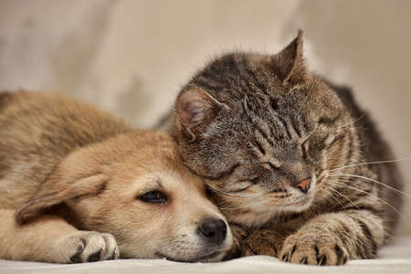 Cat and puppyの写真素材