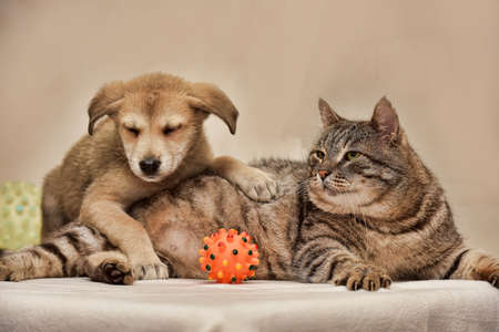 Cat and puppyの写真素材