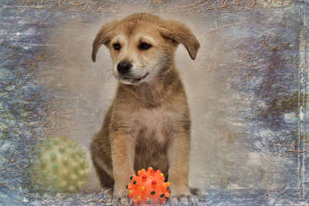 Beige cute puppy and a toyの写真素材