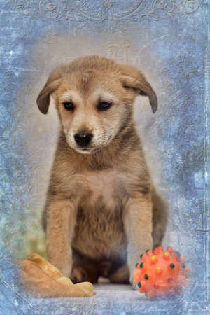 Beige cute puppy and a toyの写真素材