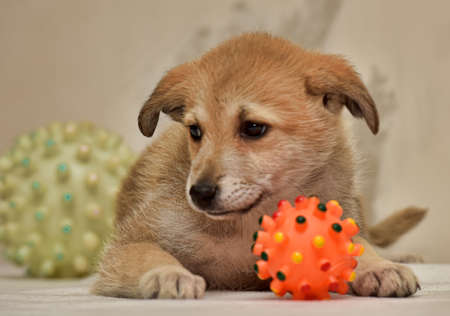 cute puppy
