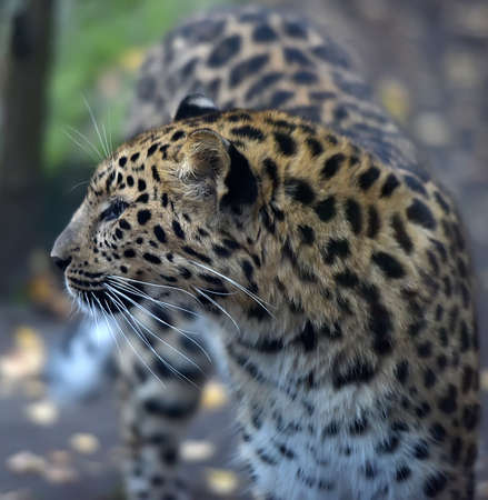 The portrait of a young leopard.