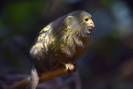 The pygmy marmoset sitting on the wood.