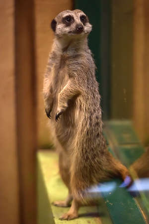 Meerkat in the zoo in Tallinn, Estonia.の写真素材