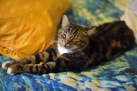 Chic striped cat is stretching his front paws.の写真素材