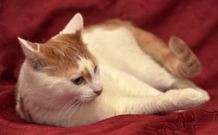 White with red cat on a red background.の写真素材