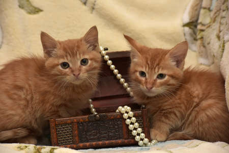 Two kittens around the box with beads.の写真素材