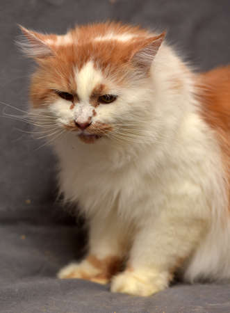 Red with white fluffy cat on a black background.のeditorial素材