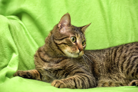Beautiful tabby cat on a green background.の写真素材