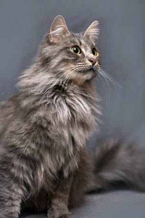 Beautiful gray fluffy catの写真素材