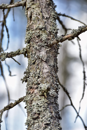 Pine branch covered with moss.