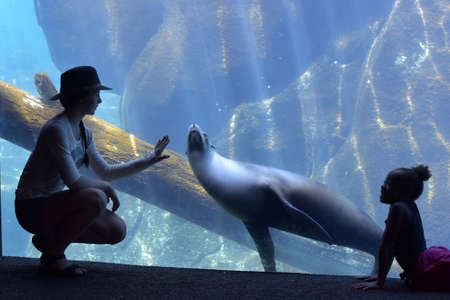 Girl and a seal at the zoo Washington, USA.のeditorial素材