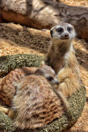 Close up of a meerkat mother holding her baby cub.の写真素材