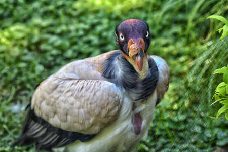 Magnificent male King Vulture bird.の写真素材