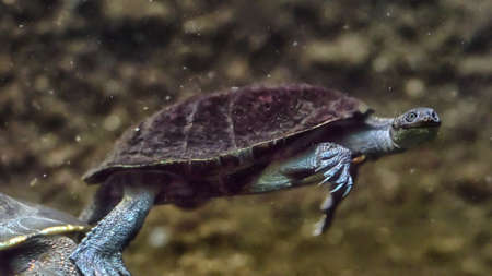 Turtle swims under water in an aquarium.の写真素材
