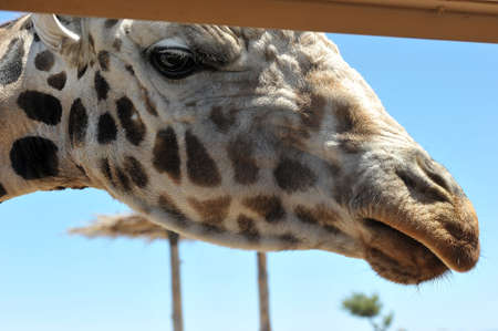 Closeup of the head of a giraffe.の写真素材