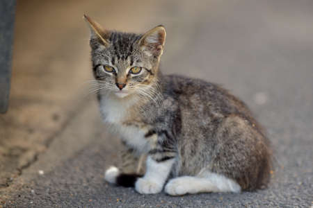 Tabby kitten in the street on the pavement.の写真素材