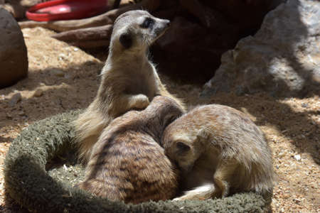 Meerkats in Washington zooの写真素材