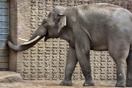 Elephant in the Berlin Zoo, Germany.