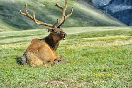 Elk with velvety antlers resting in a meadow.の写真素材