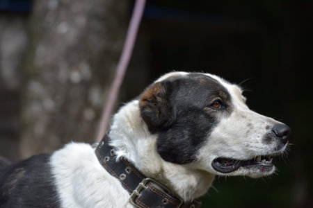 A young beautiful white and black Central Asian Shepherd Dog.