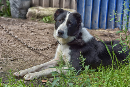 central asian shepherd dogの写真素材