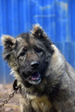 Caucasian shepherd breed dog outdoors.の写真素材