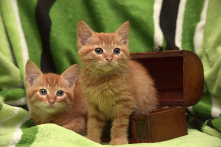 Two red kitten and box on a green background.の写真素材