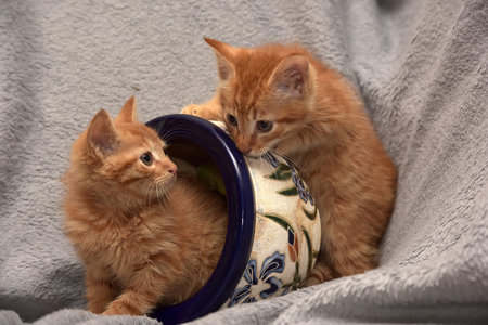 Two red kitten and a flower pot on a gray background.の写真素材