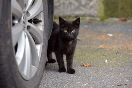 Black kitten in the street next to the wheel of a parked car.の写真素材