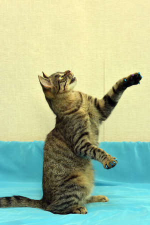 Young striped catの写真素材