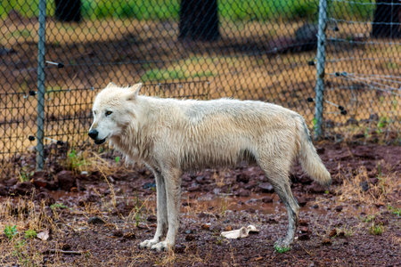 White wolf in the rain, Bearizona Wildlife Park.の写真素材