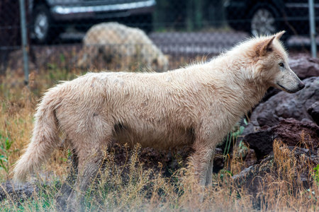 White wolf in the rain, Bearizona Wildlife Park.