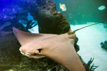 Stingray fish in the aquarium.
