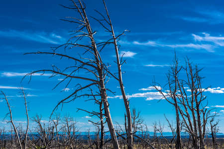 Dried trees after a fire on a background of blue sky.の写真素材