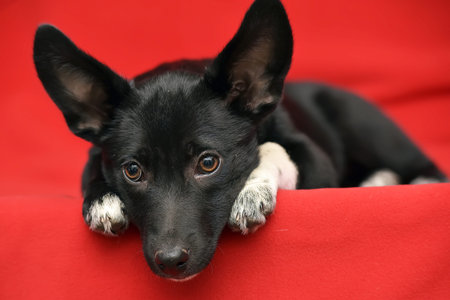 Black with white fluffy dog ??on a red background.の写真素材