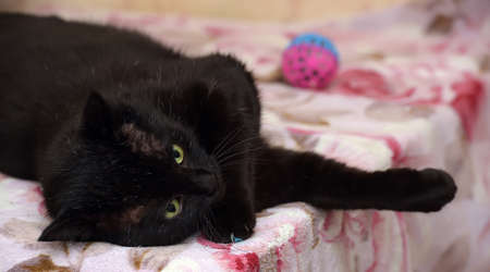 Chubby beautiful Bombay catの写真素材