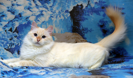 Beautiful Thai cat close-up portrait.の写真素材