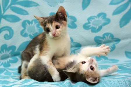 Two three-color kitten playing together on a blue background.