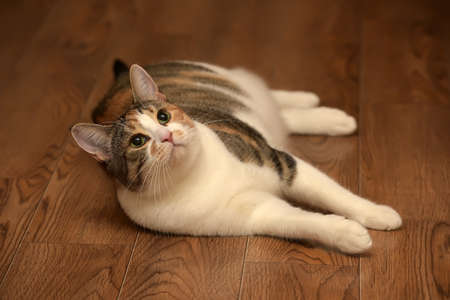 Fat cat playing on the wooden floor.の写真素材