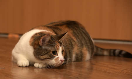 Fat cat playing on the wooden floor.の写真素材