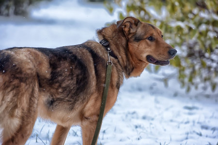 Brown mongrel dog on a leash in winter.