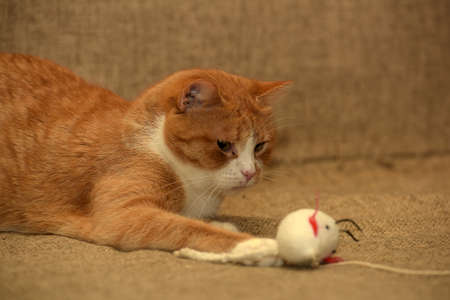 Ginger cat plays with a mouse.の写真素材