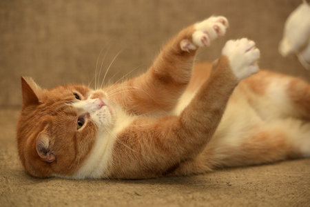 Ginger cat lying playsの写真素材
