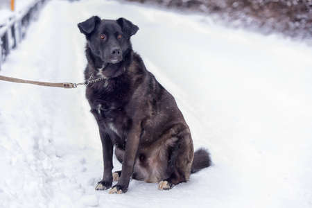 sad big black dog on the snowの写真素材