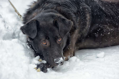 Black dog pooch in winterの写真素材