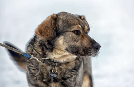 Brown with gray mongrel dog in winter on snow.の写真素材