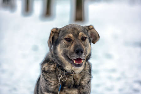Brown with gray mongrel dog in winter on snow.の写真素材