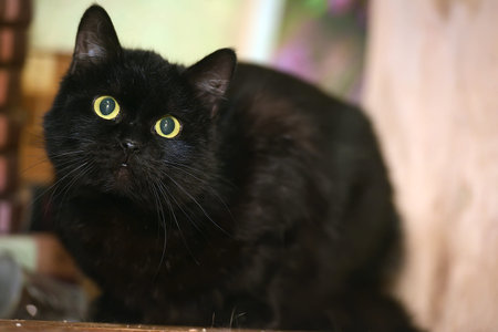 Cute black catの写真素材