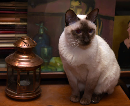 Beautiful Siamese cat with blue eyes.の写真素材